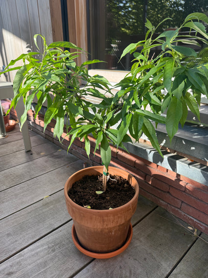 Dwergperzik - Prunus persica