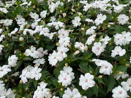 Vlijtig liesje - Impatiens walleriana 'White'