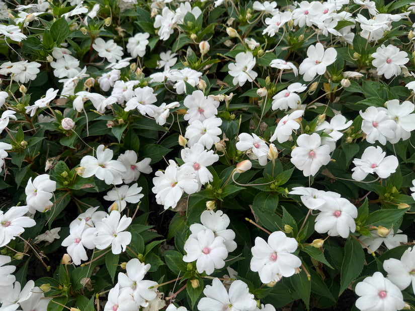 Vlijtig liesje - Impatiens walleriana 'White'