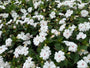 Vlijtig liesje - Impatiens walleriana 'White'