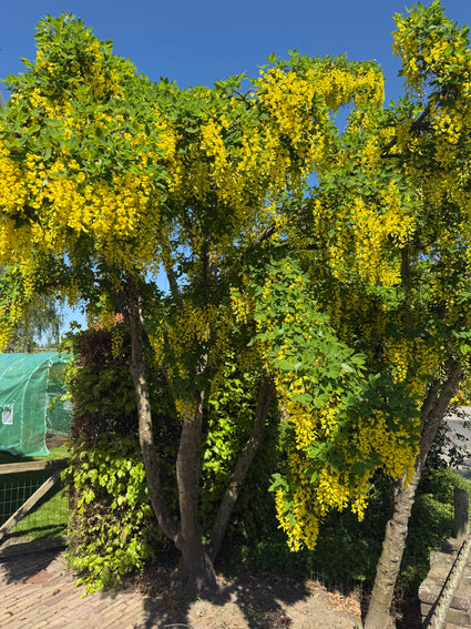 Bastaard Goudenregen Meerstammig - Laburnum x watereri 'Vossii'