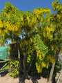 Bastaard Goudenregen - Laburnum x watereri 'Vossii'
