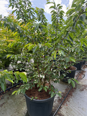 C110 pot - 200-250 CM