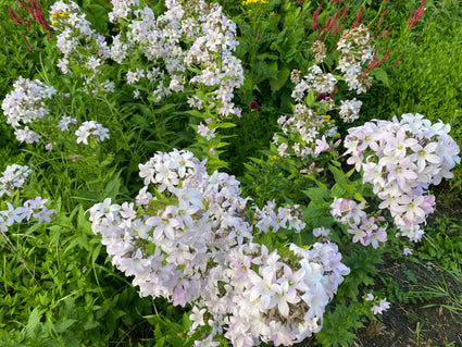 Klokje - Campanula lactiflora 'Alba'