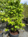 Zevenzonenboom - Heptacodium miconioides