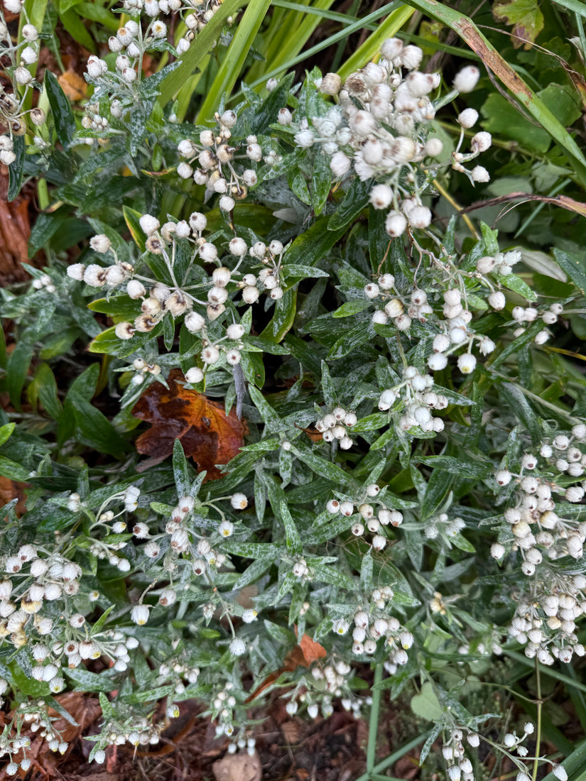 Witte knoop - Anaphalis triplinervis (Siberisch edelweiss)