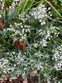 Witte knoop - Anaphalis triplinervis (Siberisch edelweiss)