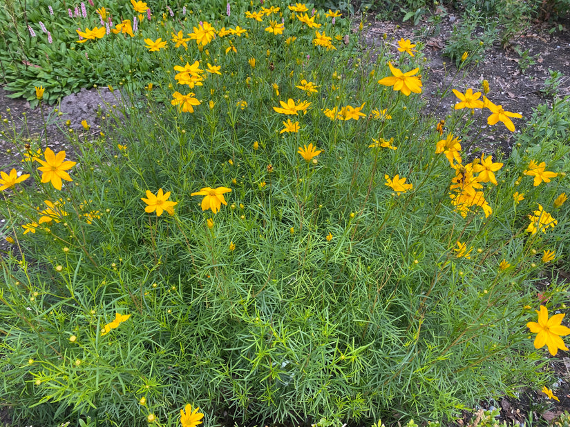 Biologisch Meisjesogen - Coreopsis verticillata 'Grandiflora'