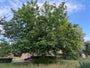 Gewone vleugelnoot - Pterocarya fraxinifolia