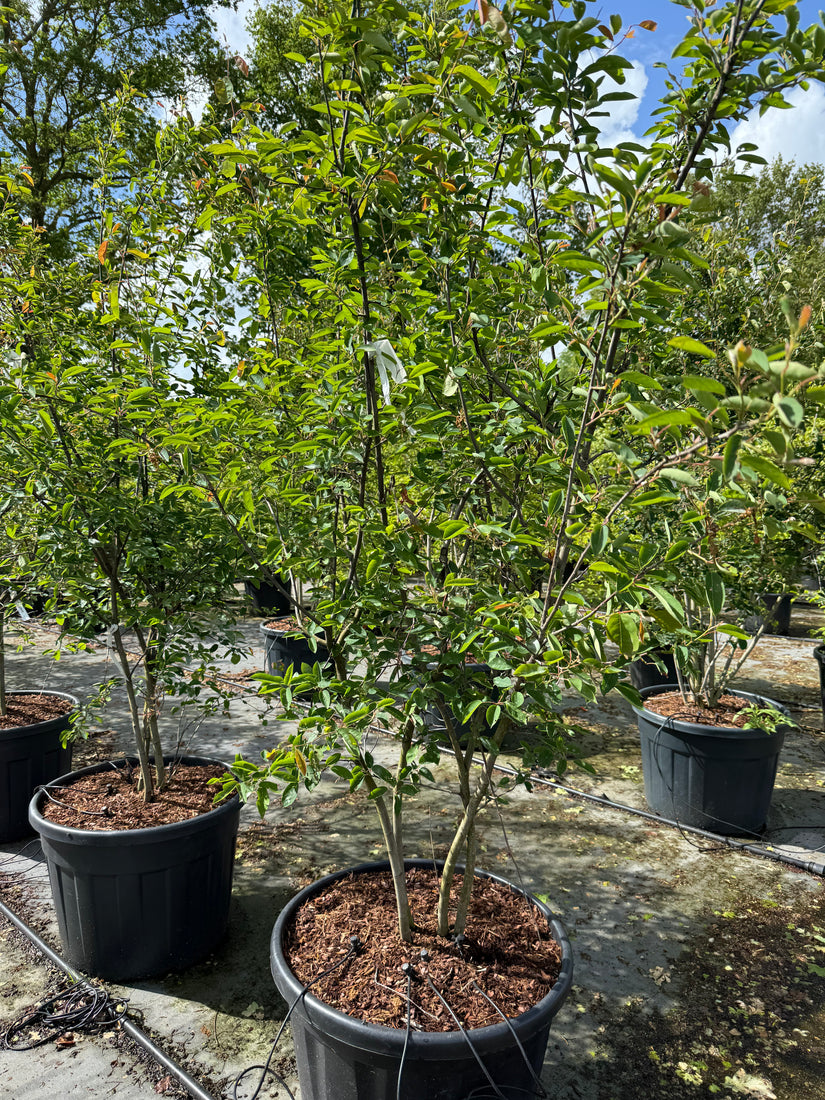 Amerikaans krentenboompje Meerstammig - Amelanchier lamarckii