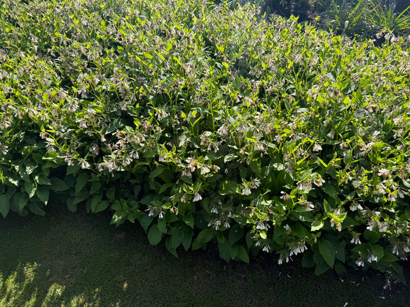 Kruipende Smeerwortel - Symphytum grandiflorum