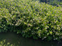Kruipende Smeerwortel - Symphytum grandiflorum