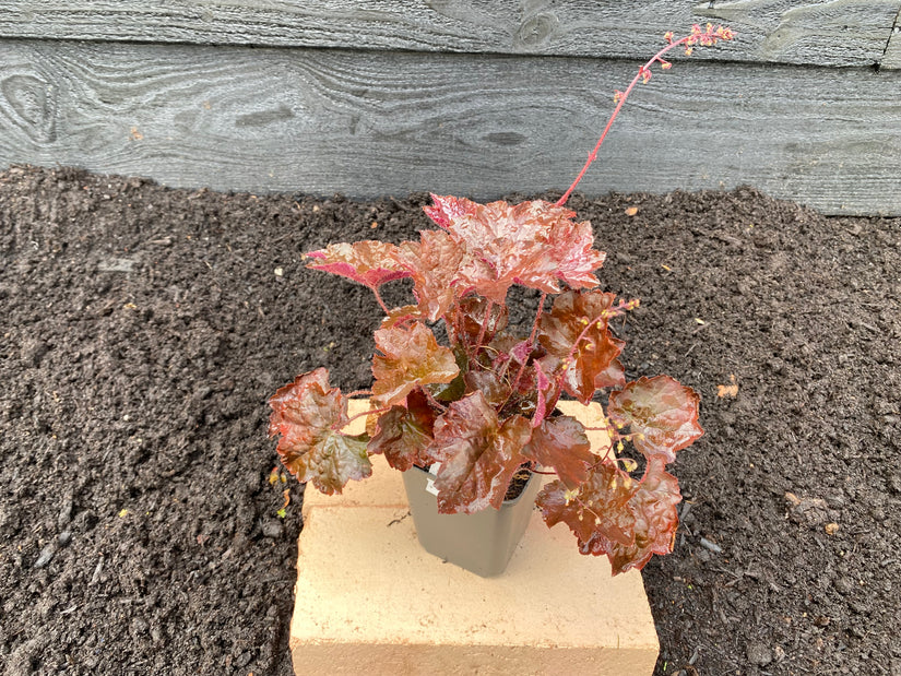 Heuchera palace purple in p9 pot