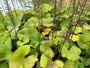 Kruiskruid - Ligularia stenocephala 'The Rocket'