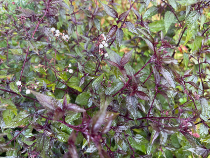 Koninginnekruid - Eupatorium rugosum 'Chocolate'