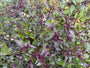 Koninginnekruid - Eupatorium rugosum 'Chocolate'