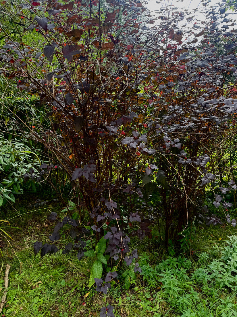 Blaasspirea - Physocarpus opulifolius 'Diabolo'