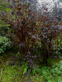 Blaasspirea - Physocarpus opulifolius 'Diabolo'