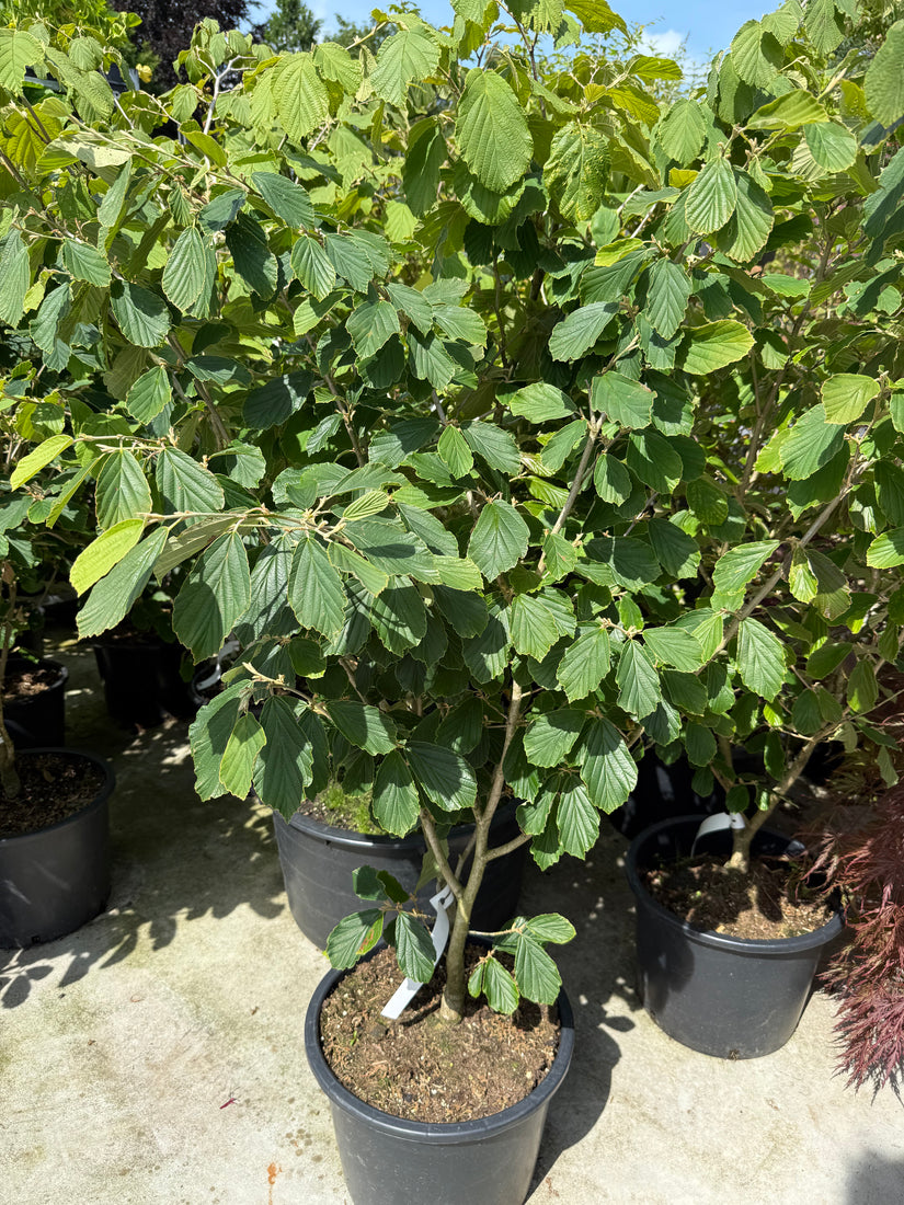 Gele Toverhazelaar - Hamamelis x intermedia 'Arnold Promise'