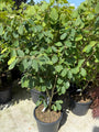 Gele Toverhazelaar - Hamamelis x intermedia 'Arnold Promise'