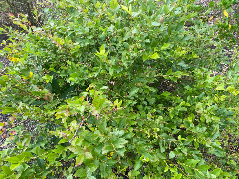 Schijnels - Clethra alnifolia