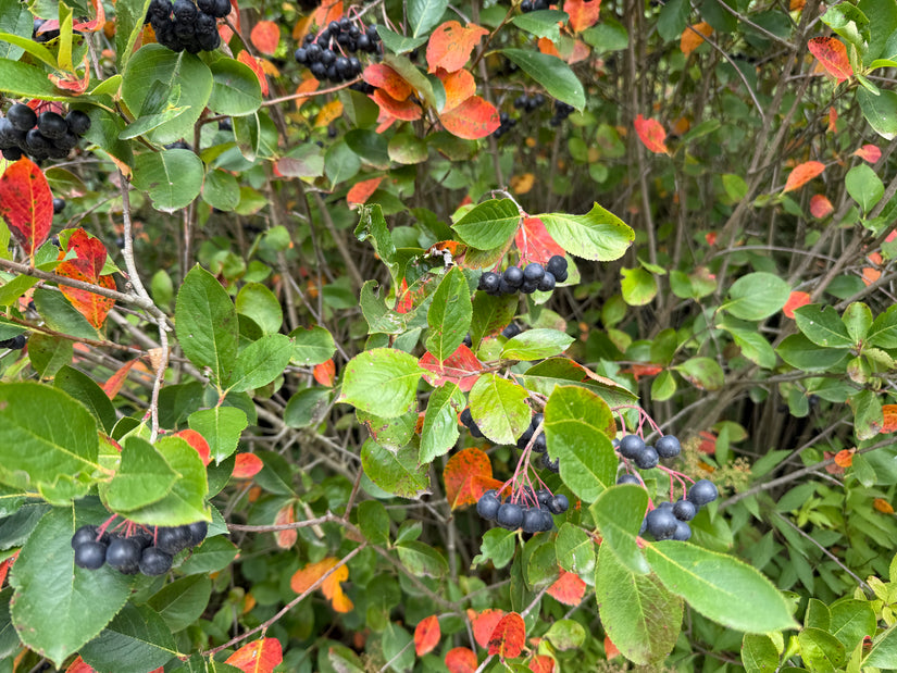 Zwarte appelbes - Aronia melanocarpa
