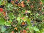 Zwarte appelbes - Aronia melanocarpa