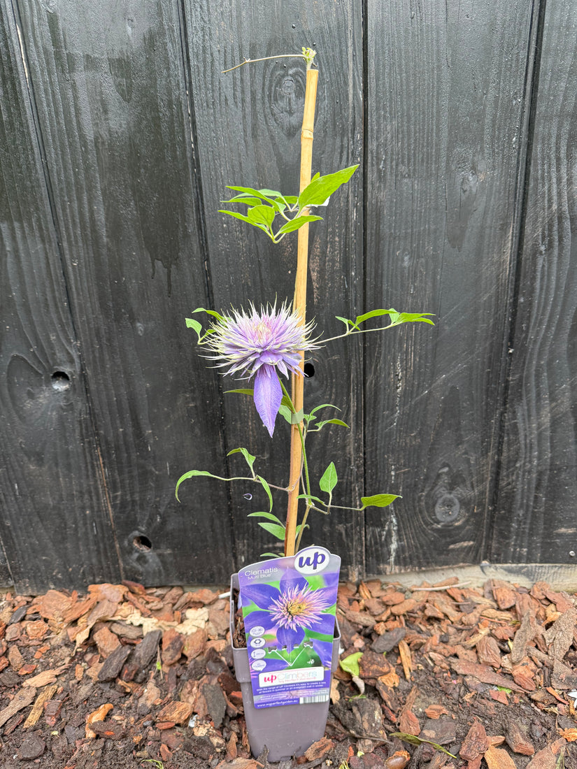 Bosrank (Blauw) - Clematis 'Multi Blue'