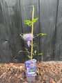 Bosrank (Blauw) - Clematis 'Multi Blue'