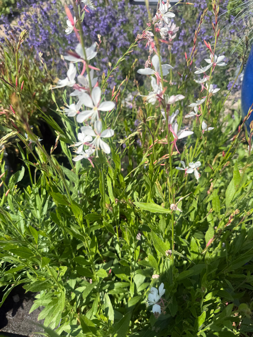 Prachtkaars - Gaura lindheimeri