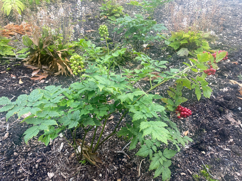 Christoffelkruid - Actaea rubra