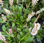 Duizendknoop Roze/Rood (Lage soort 25 cm hoog) - Persicaria affinis 'Darjeeling Red'