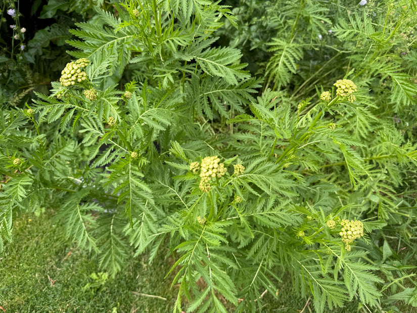 Boerenwormkruid - Tanacetum vulgare