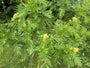 Boerenwormkruid - Tanacetum vulgare
