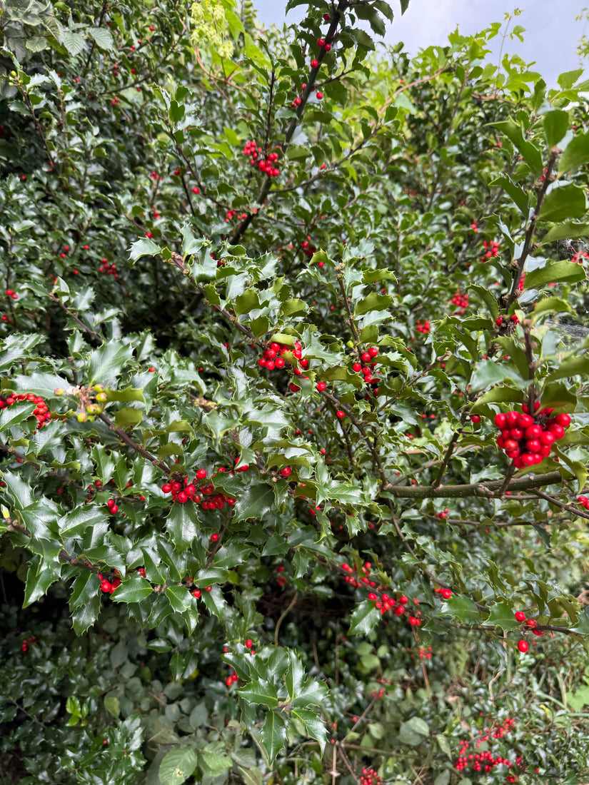 Groene Hulst - Ilex Aquifolium