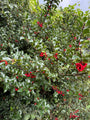 Groene Hulst - Ilex Aquifolium