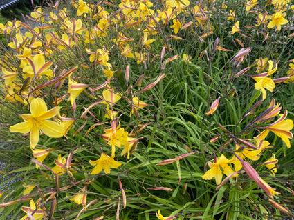 Daglelie - Hemerocallis 'Corky'