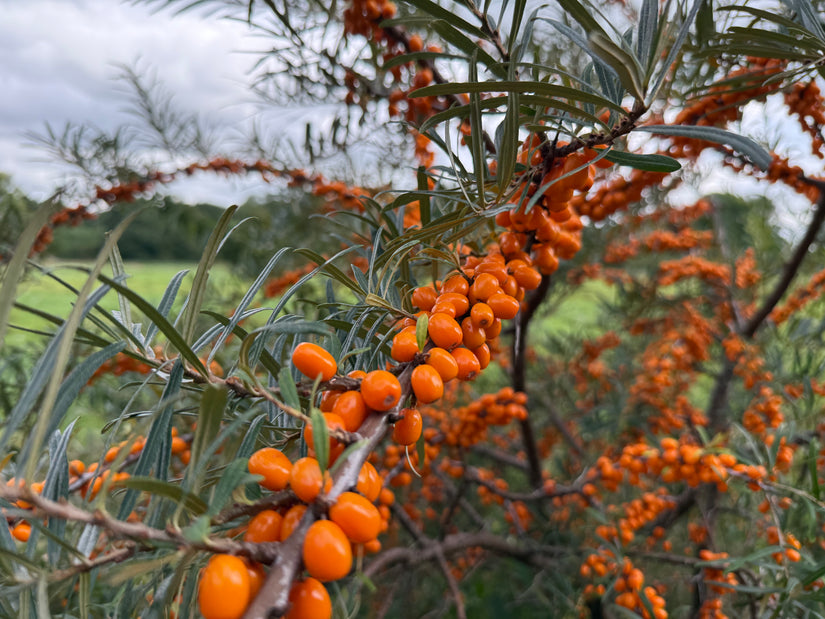 Duindoorn - Hippophae rhamnoides