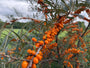 Duindoorn - Hippophae rhamnoides
