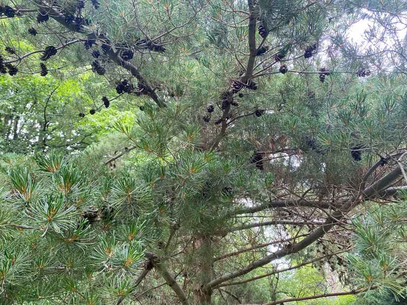 Japanse witte den - Pinus parviflora 'Glauca' (Bonsai)