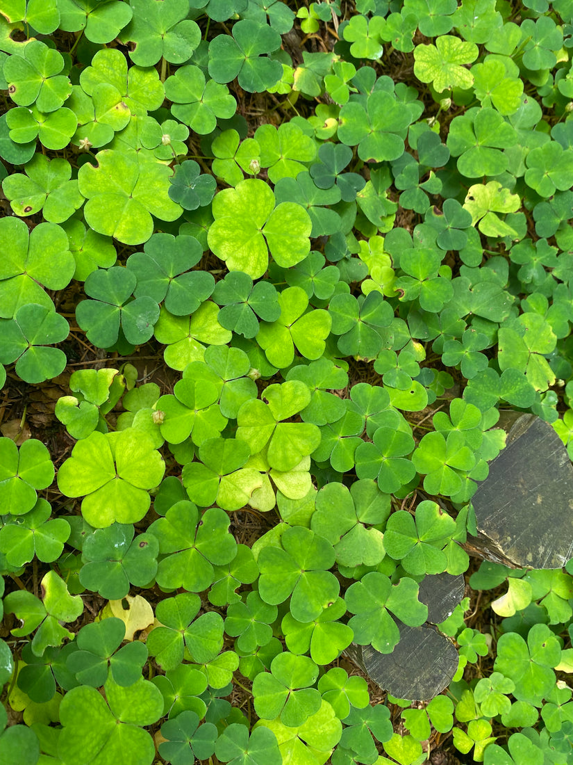 Witte Klaverzuring  - Oxalis acetosella