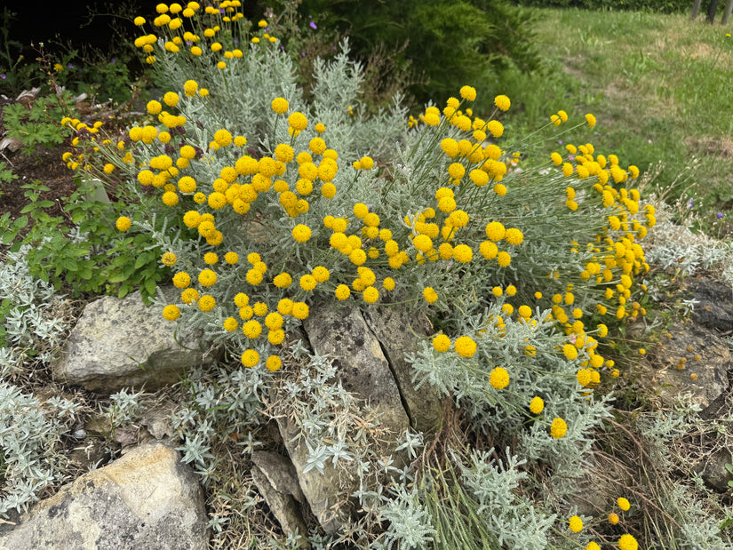 Cipressenkruid (Geel) - Santolina chamaecyparissus - Heiligenbloem