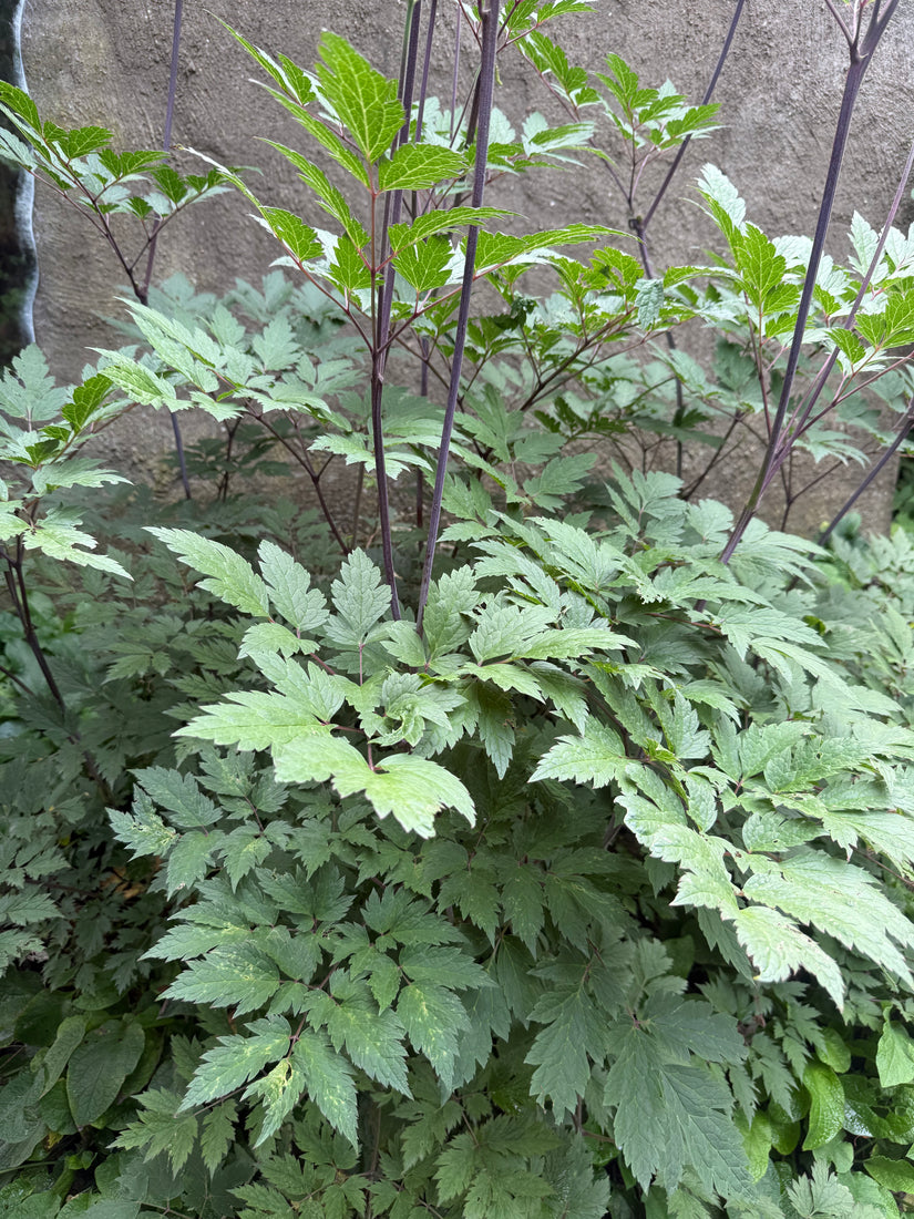 Zwarte Zilverkaars - Actaea racemosa (Cimicifuga)