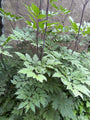Zwarte Zilverkaars - Actaea racemosa (Cimicifuga)