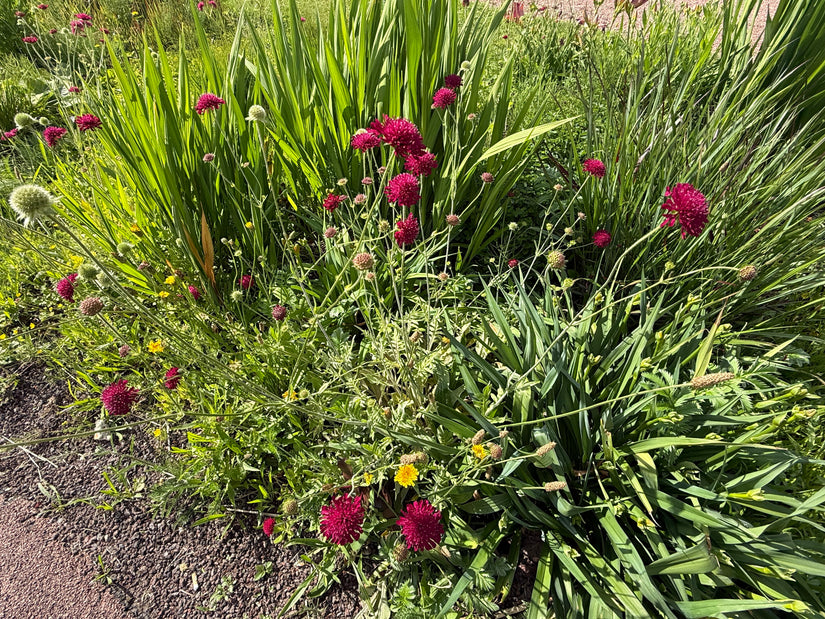Beemdkroon - Knautia macedonica