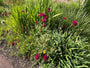 Beemdkroon - Knautia macedonica