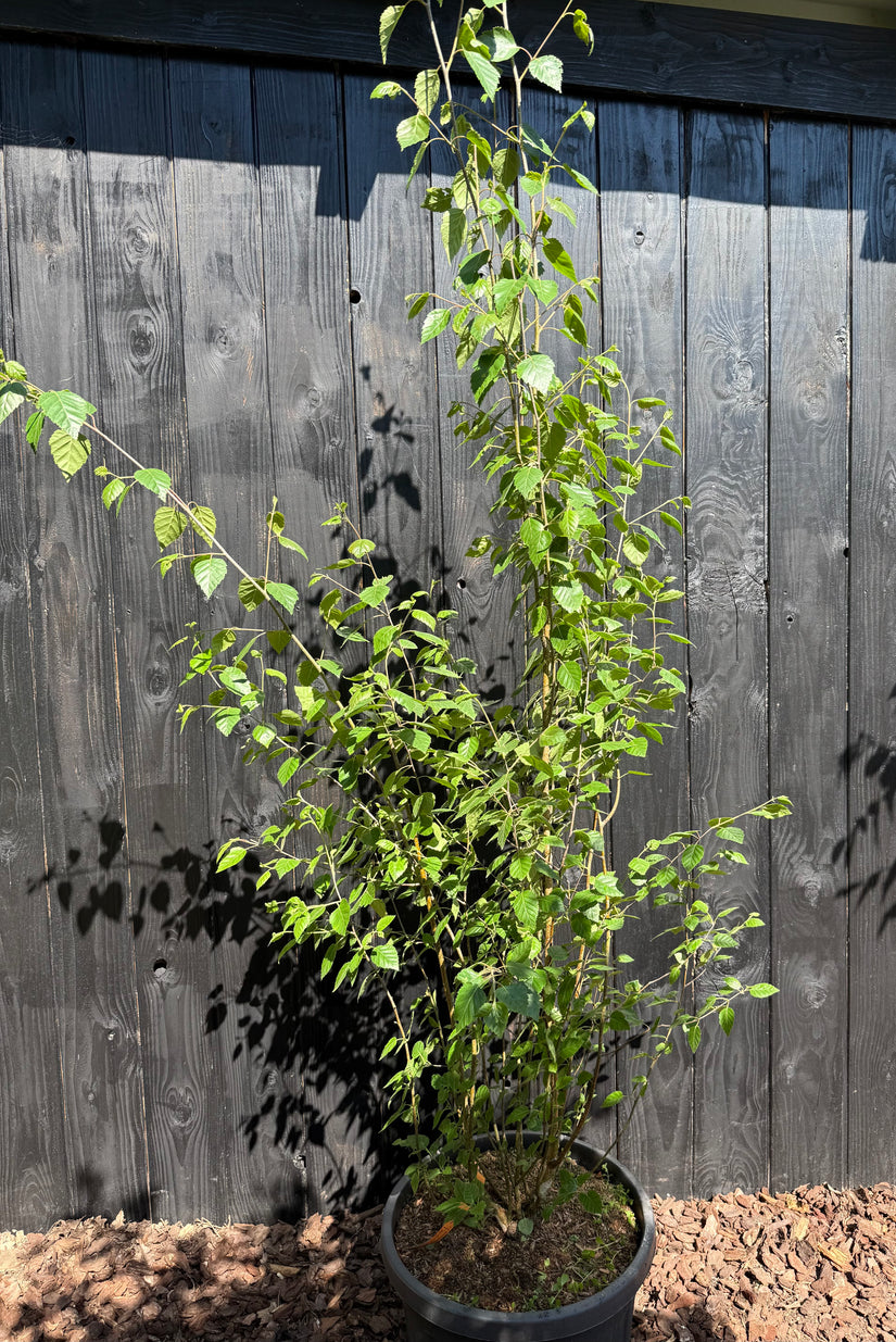 Berk - Betula Utilis 'Doorenbos'