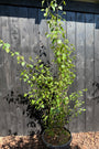Berk - Betula Utilis 'Doorenbos'