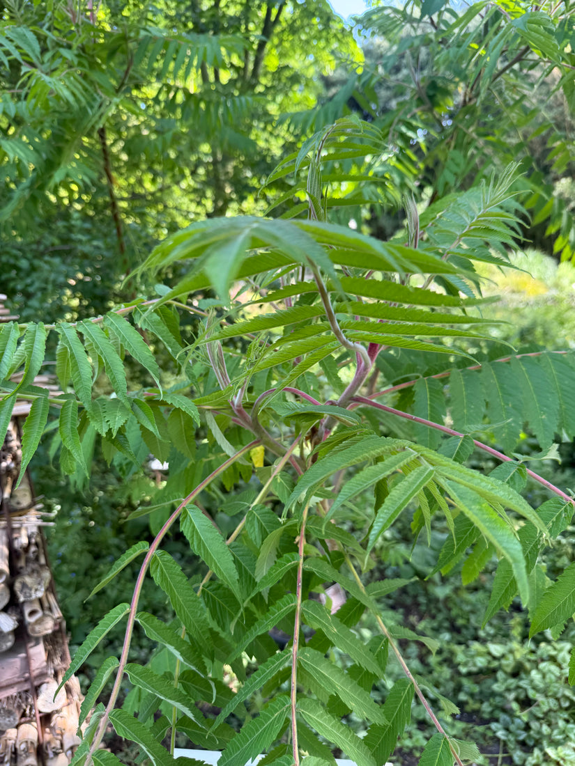 Azijnboom / Fluweelboom - Rhus typhina