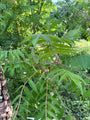 Azijnboom / Fluweelboom - Rhus typhina
